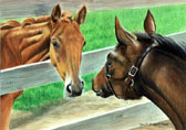 Thoroughbred, Equine Art - Hi Nice to Meet You